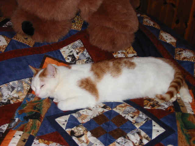 mozart auf der decke